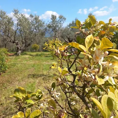 Oliva - 5 Acre Olive Grove - Bbq - Ideal For Families & Groups * 埃雷特里亚