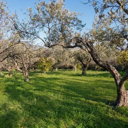 Oliva - 5 Acre Olive Grove - Bbq - Ideal For Families & Groups *