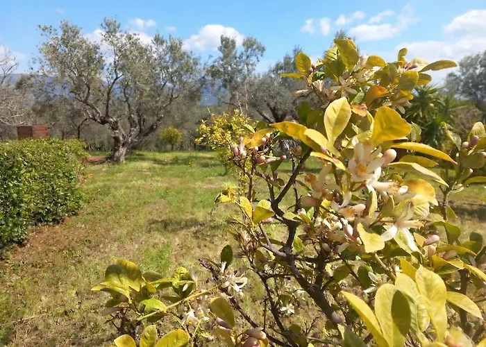 Oliva - 5 Acre Olive Grove - Bbq - Ideal For Families & Groups * 埃雷特里亚