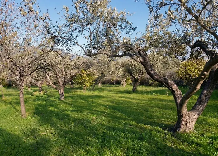 Oliva - 5 Acre Olive Grove - Bbq - Ideal For Families & Groups *